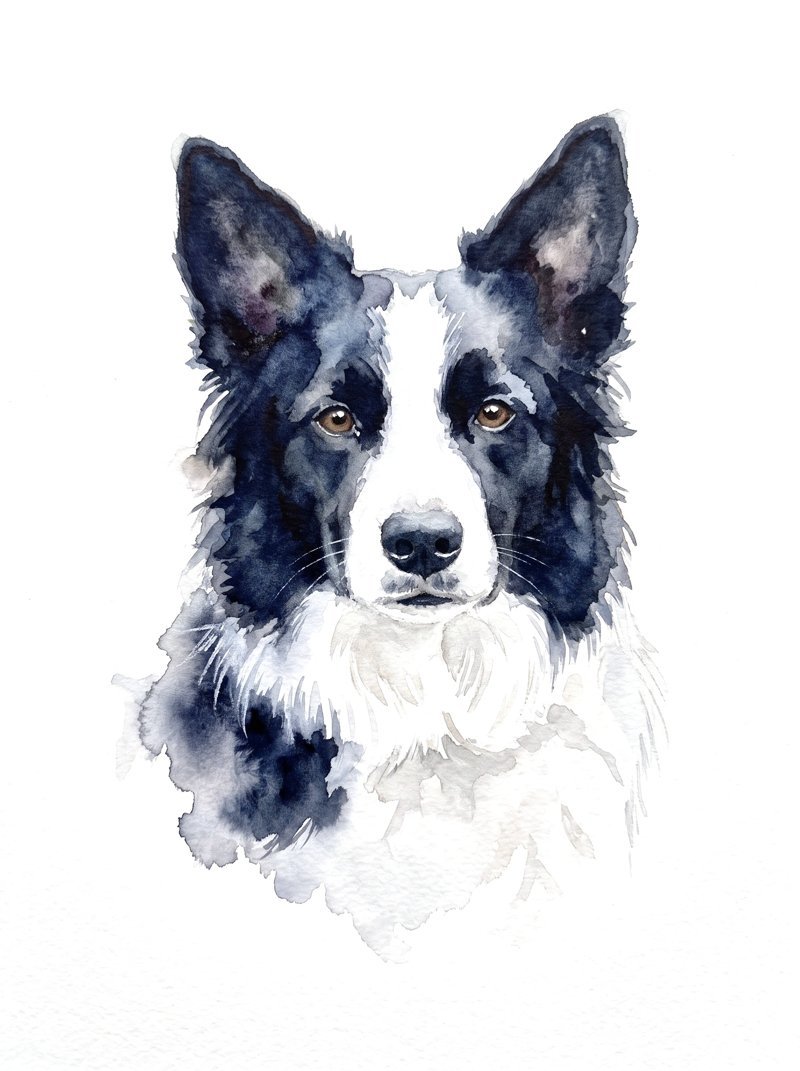 The watercolor portrait of a border collie