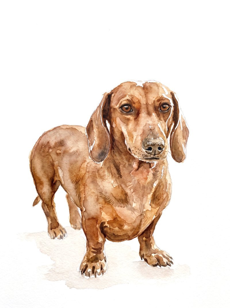 The watercolor portrait of a dachshund