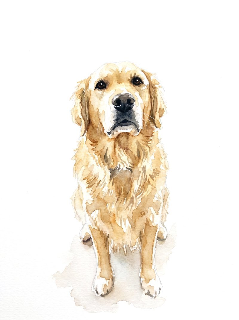 The watercolor portrait of a golden retriever