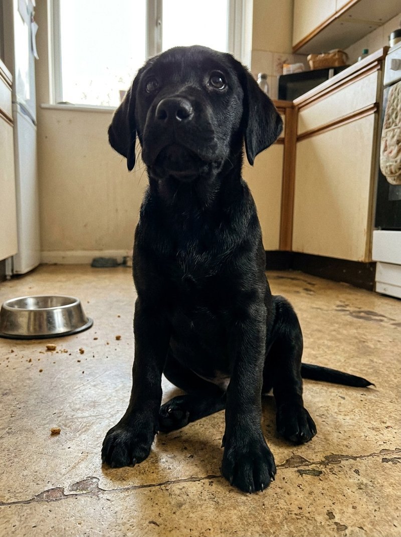 A phone photo of a black labrador puppy