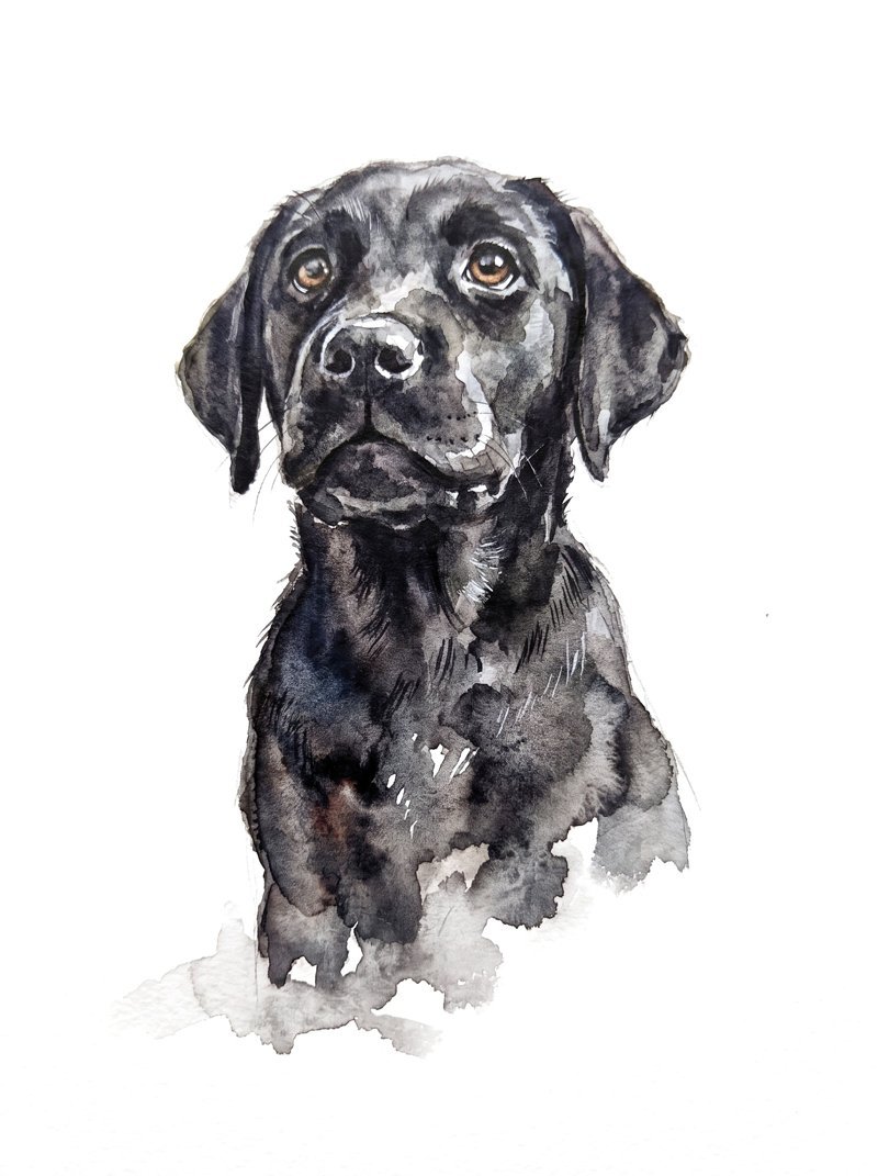 The watercolor portrait of a black labrador puppy